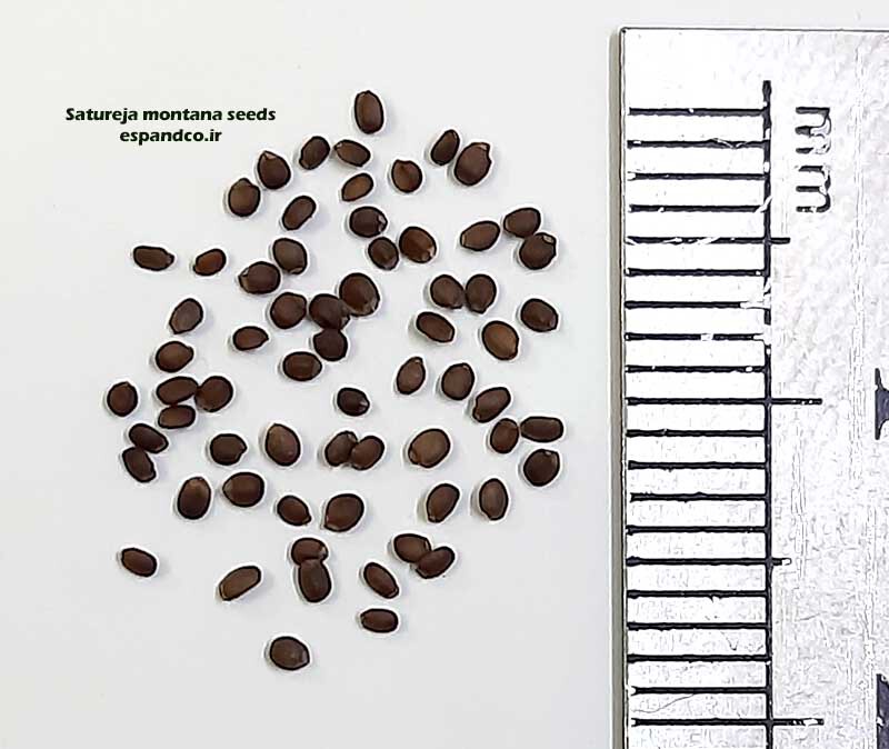  Satureja montana seeds 